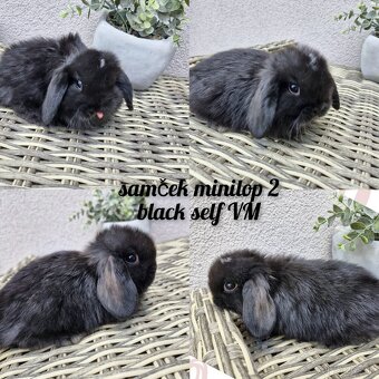 Minilop , zakrsly kralik - 5
