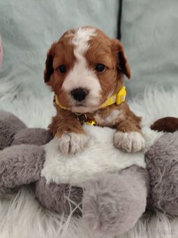 Cavapoo - 5