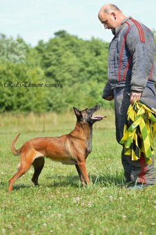 Belgický ovčiak malinois s PP - 5