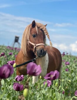 Hřebec mini Shetland pony s PP - 5
