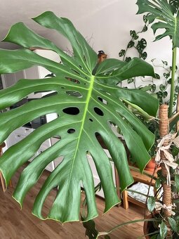 Monstera - 5
