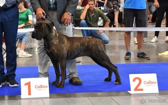 Cane Corso fenka s FCI PP - 5