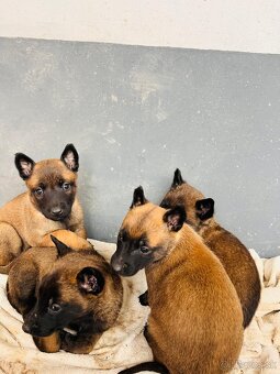 Belgický ovčiak Malinois - 5