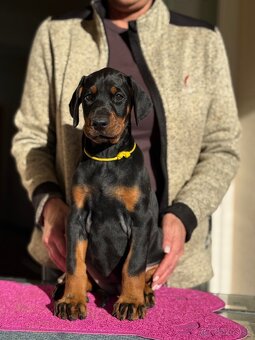Doberman s PP - 5