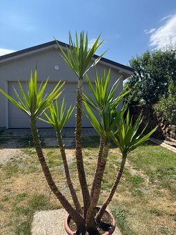 Juka obrovská – Yucca elephantipes (6-kmeňová, cca 180 cm) - 5