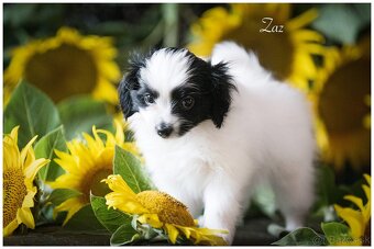 Phalene/Papillon FCI z PP malý kontinentální španěl - 5