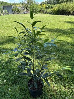 Tuja smaragd,Vavrín,Tis stredný - 5