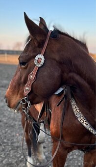Qh kobyla - 5
