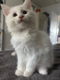 Maine coon mačiatka k odberu - 5