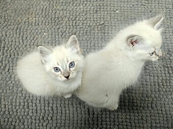 Ragdoll - 5