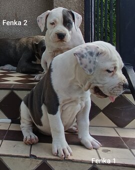 American bully XL, Americký stafordsirsky terier - 5