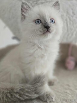 Ragdoll mačiatka - 5