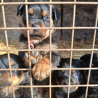 Rotvajler steniaka rodicia pp - 5