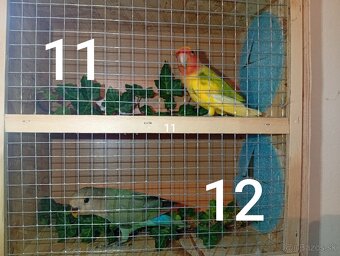 Predám agapornisov ružovohrdlých - 5