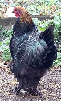 Kohút brahman veľký - 5