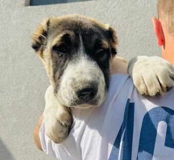 Stredoazijský ovčiak s PP ‼️ - 5
