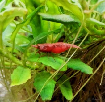 Predám krevetky Neocaridina Red Fire Painted - Grade SS - 5