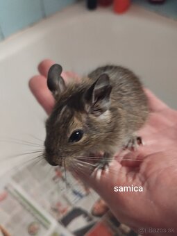 Predám osmakov degu - 5