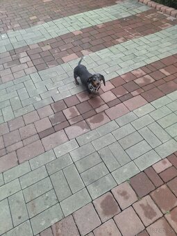 Jazvecik trpaslici - 5