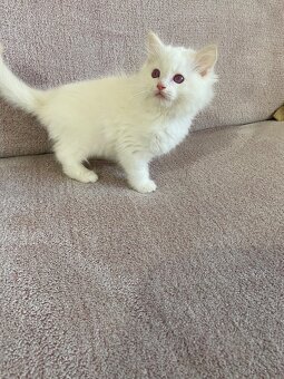 Ragdoll bez PP - 5
