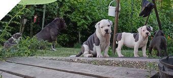 Americký stafordsirsky terier, american bully XL - 5