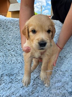 Zlatý Retriever šteniatka - 5