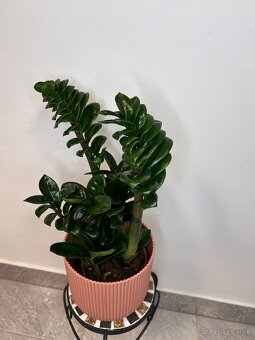 Zamioculcas zamiifolia Zenzi - 5