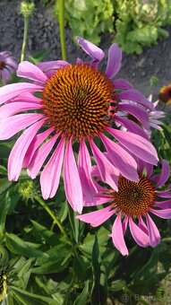 Echinacea purpurea – ružová - 5
