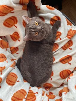 Predám Britských krátkosrstých kocúrikov - 5