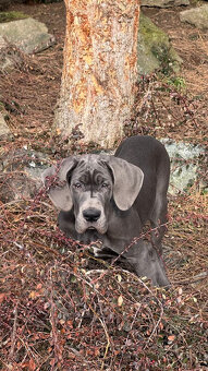 Německá doga modrá s PP Euphorie Blue HH - 5