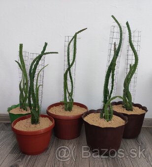 Pitahaya žltá, Hylocereus megalanthus - 5