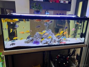 Predam akvarium - 5