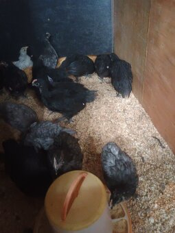 Kohútik australorp - 5
