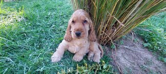 Anglický kokeršpaniel - 5