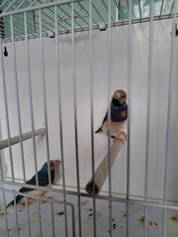 Amadina gouldová - 5