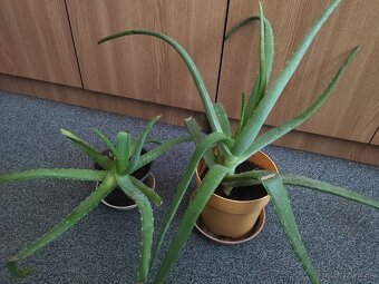 Predám aloe vera - 5