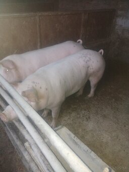 Domáce prasiatká - 5