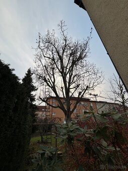 Odstraňovanie tují, úprava záhrad a živých plotov, kosenie - 5