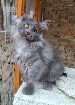 Maine coon, mainska mývalia s PP - 5
