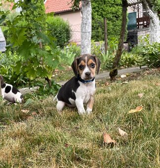 Beagle - 5
