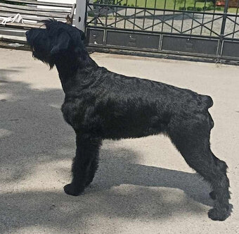 BRADAČ VEĽKÝ ČIERNÝ  šteniatka s PP. - 5