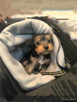 Yorkshire teriér - 5