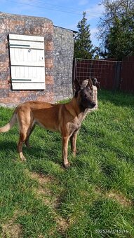 Belgicky ovciak malinois - 5