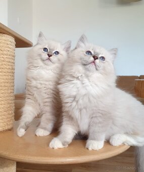 Ragdoll kocourek do chovu - 5