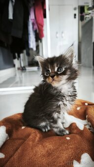 Mačička Maine coon , úhrada aj na časti - 5