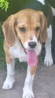Beagle, bigel, bigl bez PP - 5