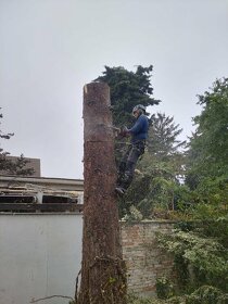 Pílenie stromov, arboristika, výrub stromov, orez stromov - 5