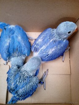 Alexandre malé-chovné páry - 5