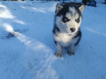 Šteniatka sibírsky husky - 5