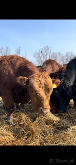 Jatočné býčky - 5